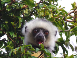 Baby Sifaka Madagascar