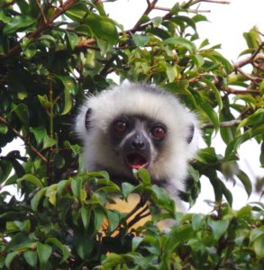 Baby Sifaka Madagascar